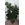 Ficus larata de 1'20 altura - Imagen 1