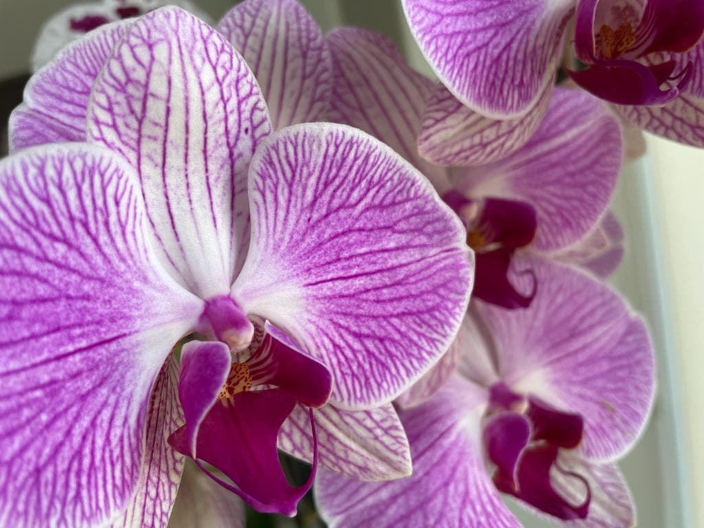 Orquídeas diferentes colores - Imagen 8