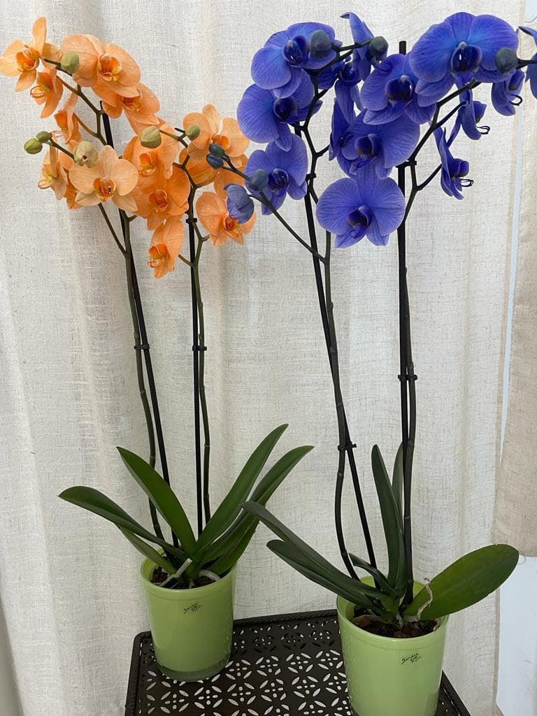 Orquídeas naranjas y azules - Imagen 1
