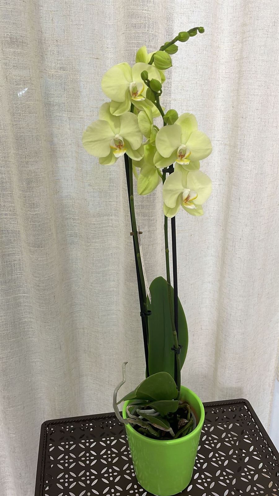 Orquídeas variadas - Imagen 1
