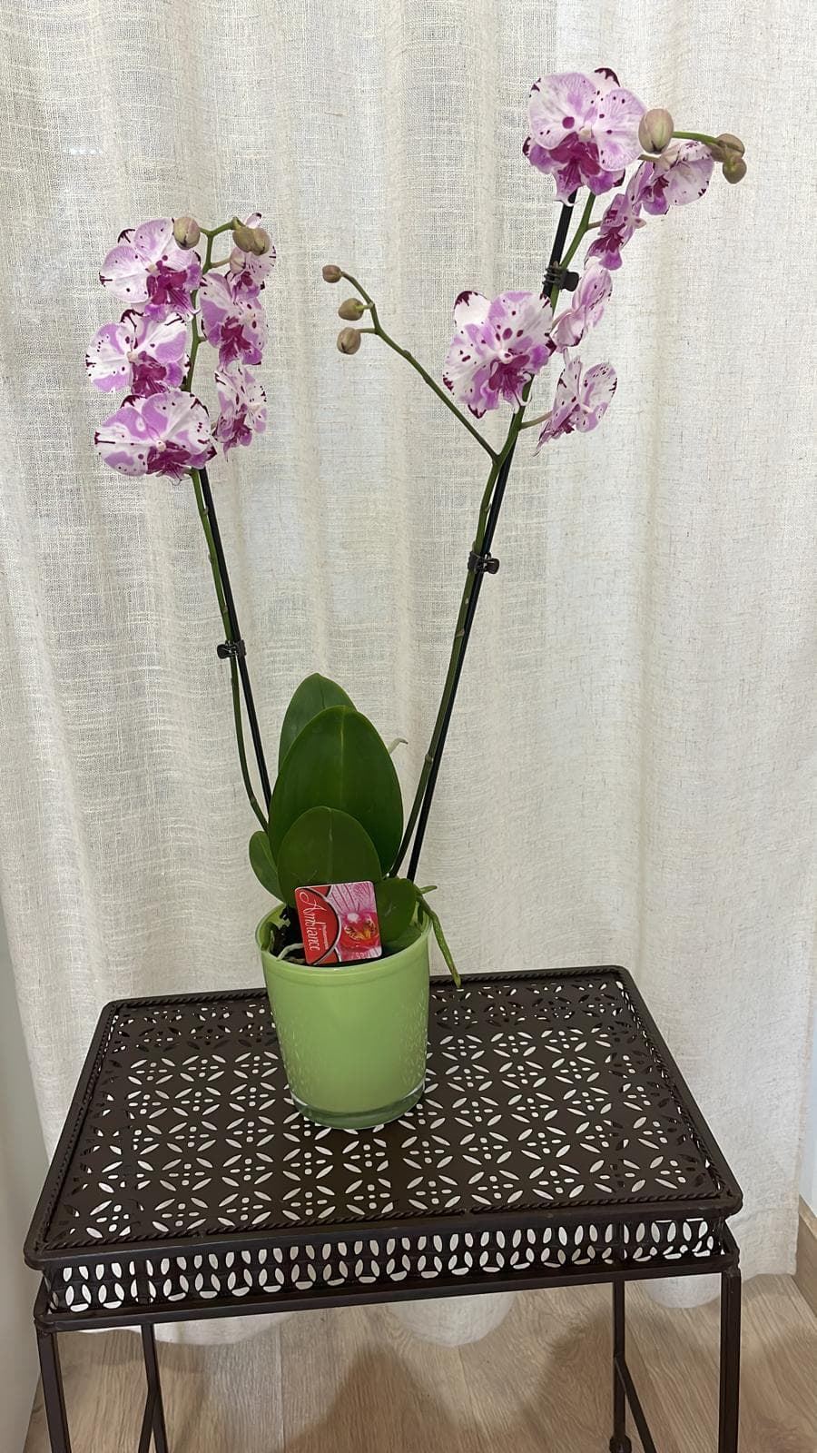 Orquídeas variadas - Imagen 3