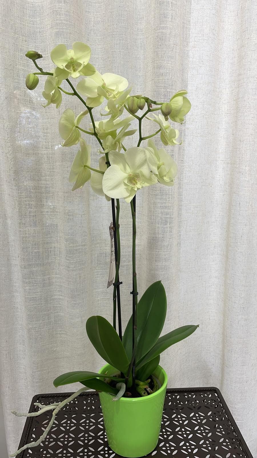 Orquídeas variadas - Imagen 4