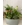 Conjunto decorativo con plantas - Imagen 1