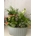 Conjunto decorativo con plantas - Imagen 1