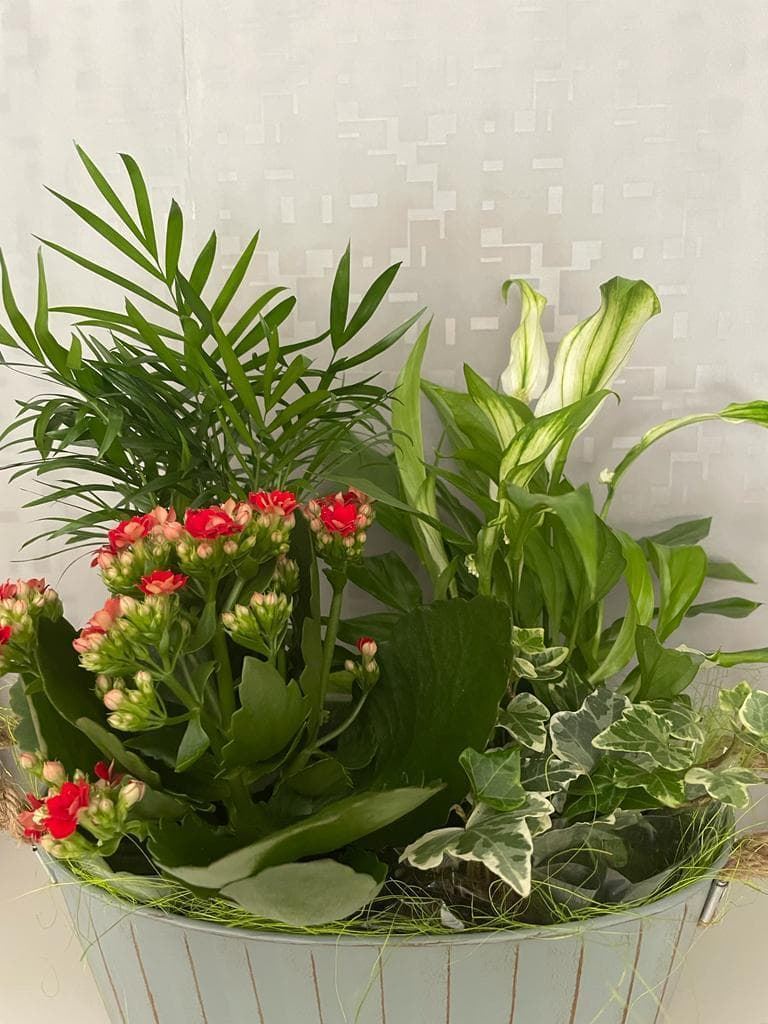 Conjunto decorativo con plantas - Imagen 2