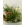 Conjunto decorativo con plantas - Imagen 2