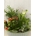 Conjunto decorativo con plantas - Imagen 2