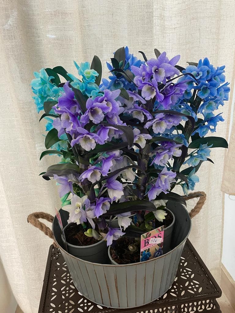 Dendrobium nobile azules y violetas - Imagen 1