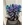 Dendrobium nobile azules y violetas - Imagen 1