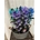 Dendrobium nobile azules y violetas - Imagen 1