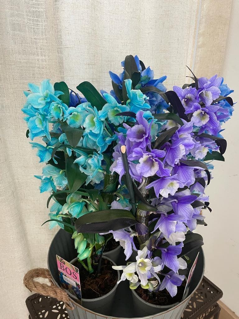 Dendrobium nobile azules y violetas - Imagen 2