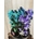 Dendrobium nobile azules y violetas - Imagen 2