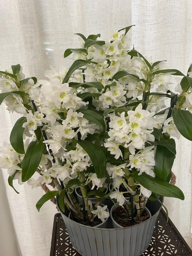 Dendrobium nobile blancas - Imagen 1