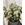Dendrobium nobile blancas - Imagen 1