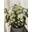 Dendrobium nobile blancas - Imagen 1