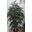 Ficus artificial de 1'90 de altura - Imagen 1