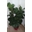 Ficus larata de 1'20 altura - Imagen 1