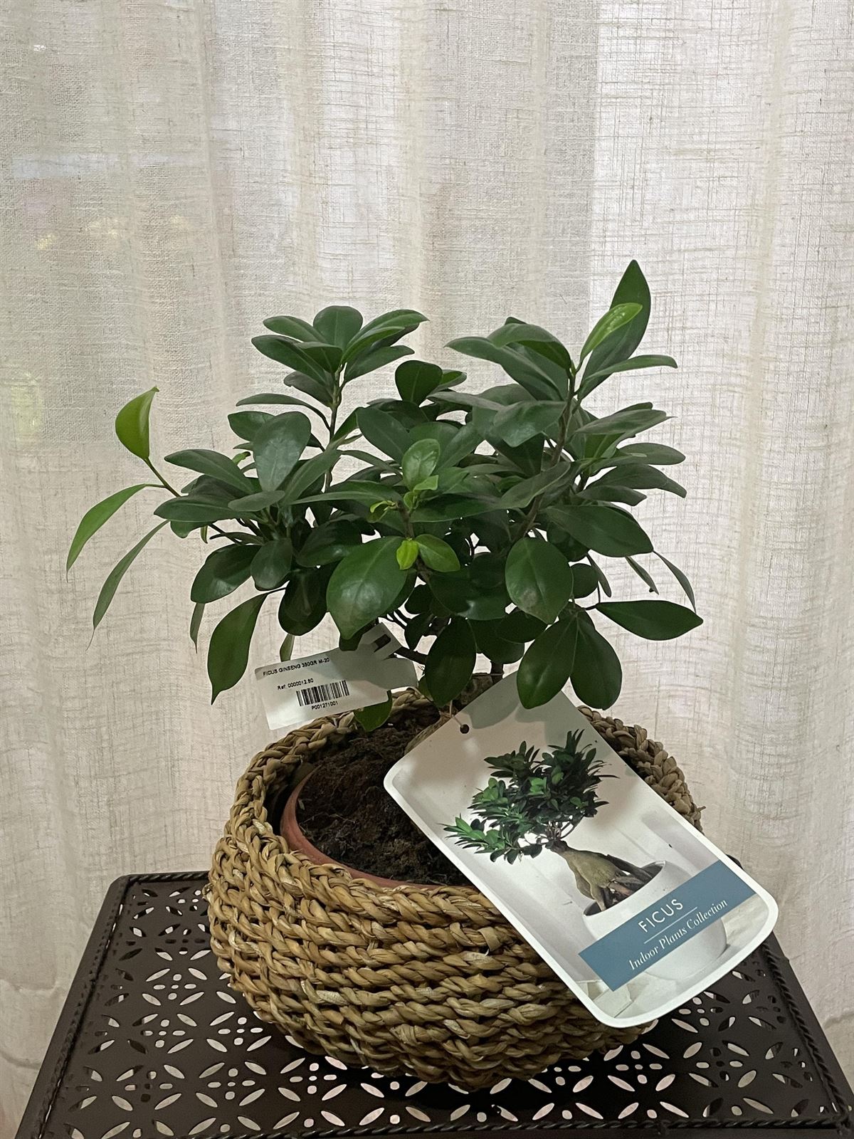 Ficus mediano - Imagen 1