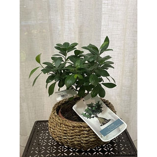 Ficus mediano - Imagen 1