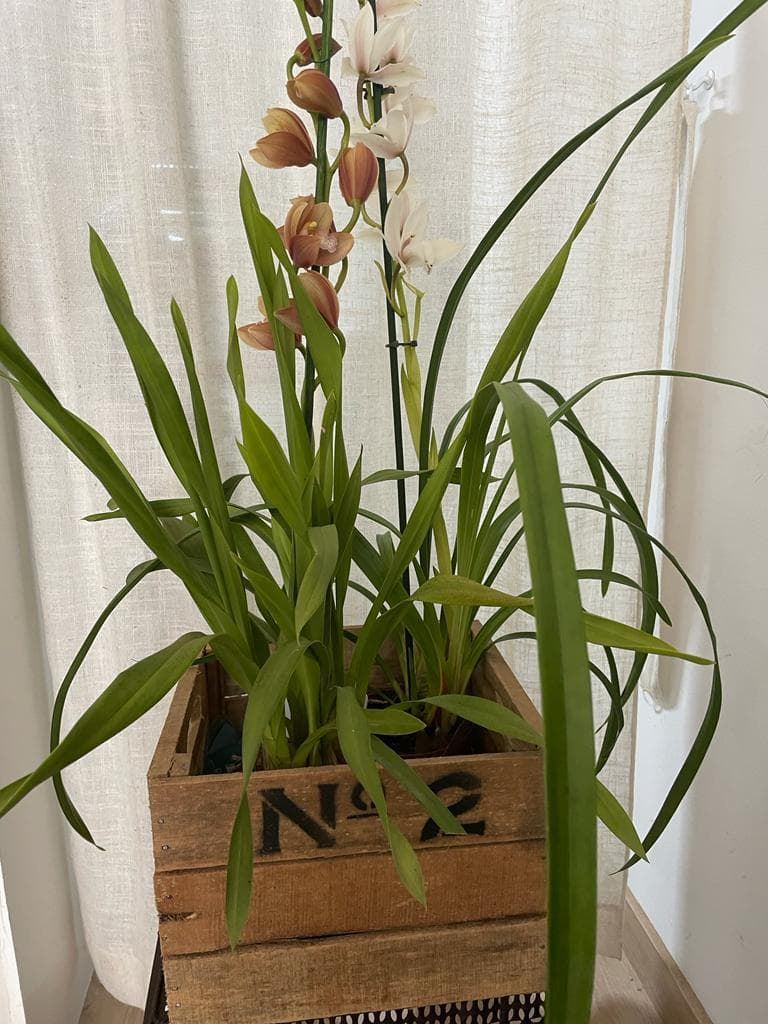 Orquídea maceta de madera - Imagen 1