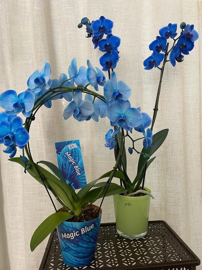 Orquídeas azul oscuro - Imagen 1