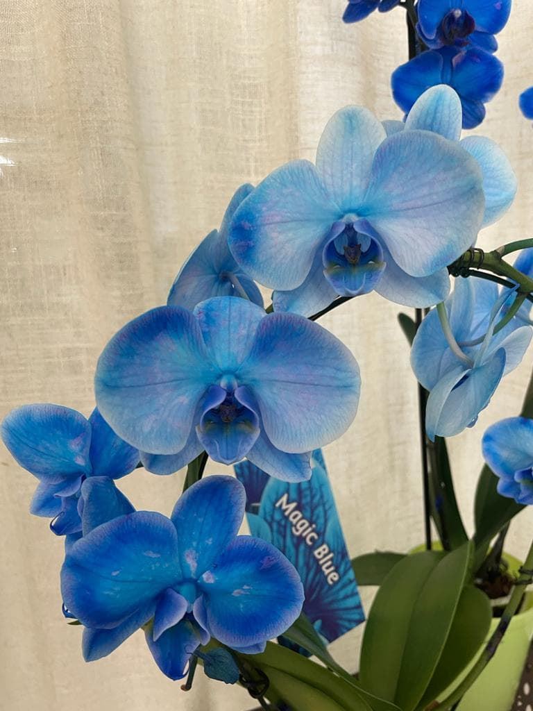 Orquídeas azul oscuro - Imagen 2