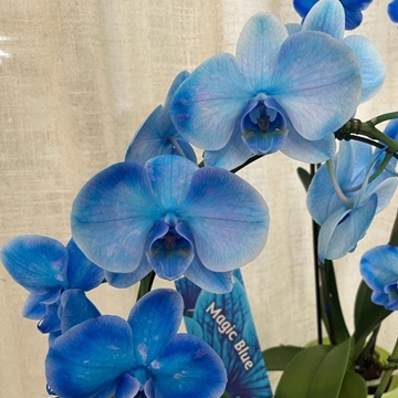 Orquídeas azul oscuro - Imagen 2