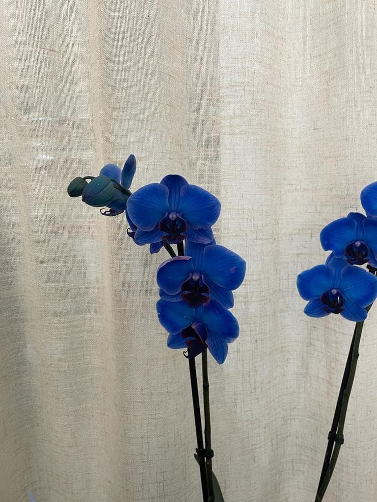 Orquídeas azul oscuro - Imagen 3
