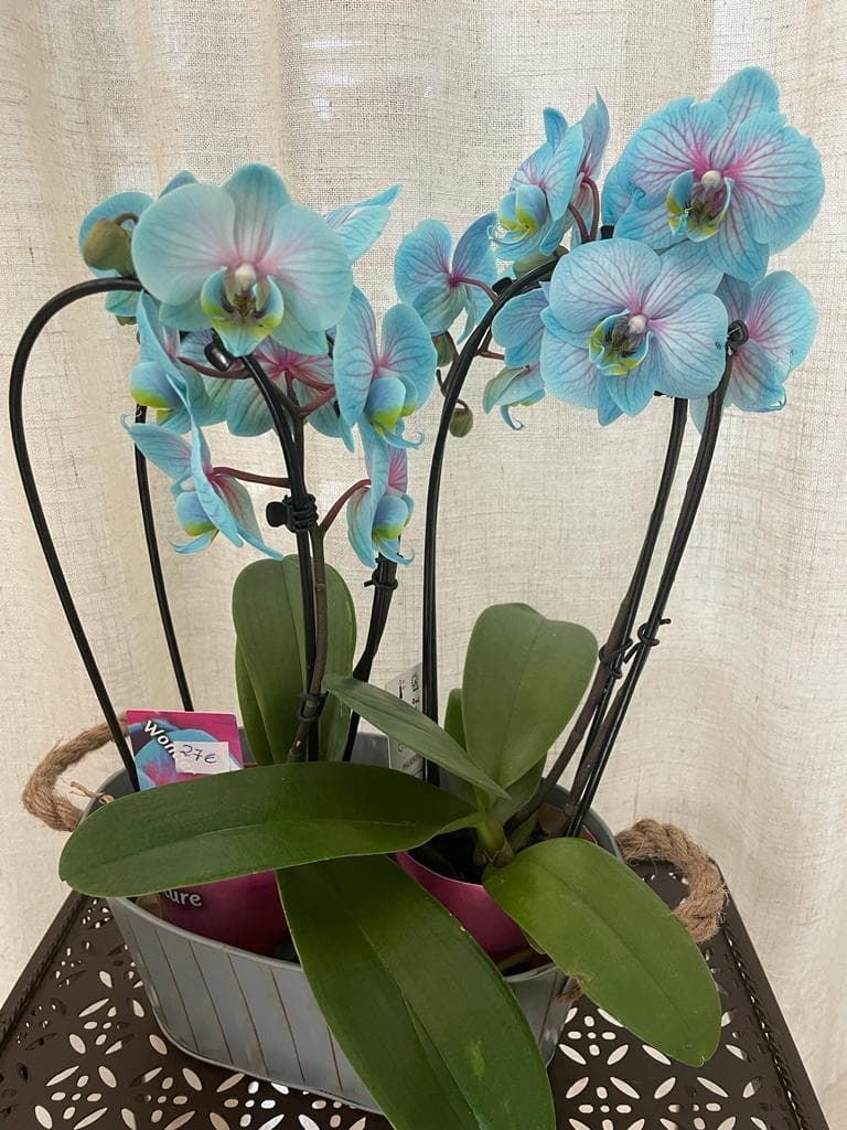 Orquídeas azules - Imagen 1