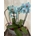Orquídeas azules - Imagen 1