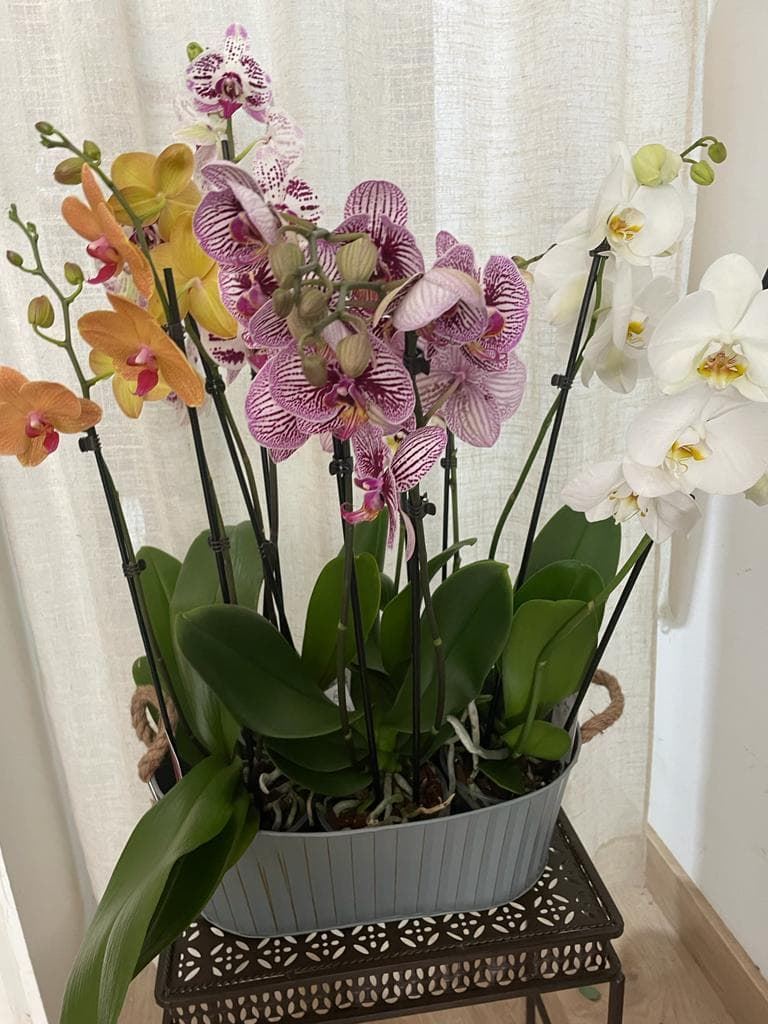 Orquídeas diferentes colores - Imagen 1