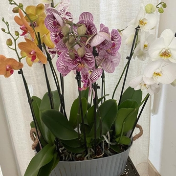 Orquídeas diferentes colores - Imagen 1