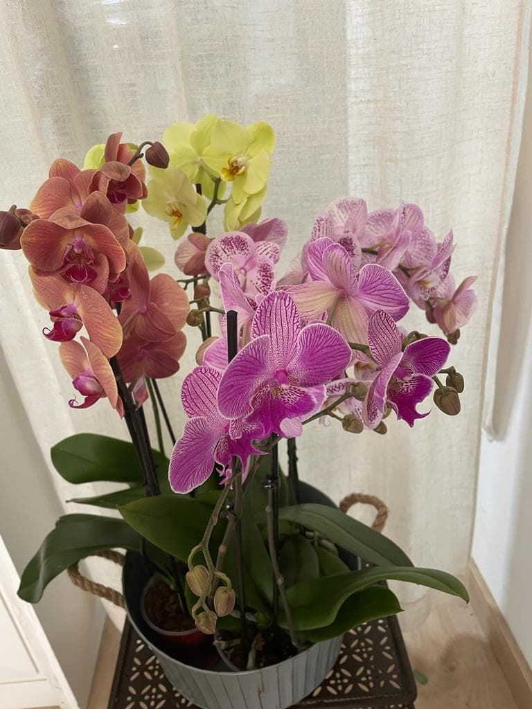 Orquídeas diferentes colores - Imagen 2