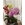 Orquídeas diferentes colores - Imagen 2