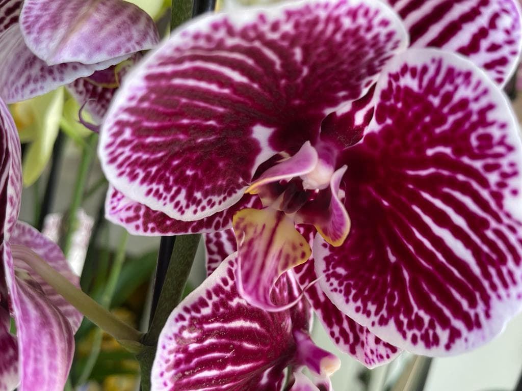 Orquídeas diferentes colores - Imagen 3