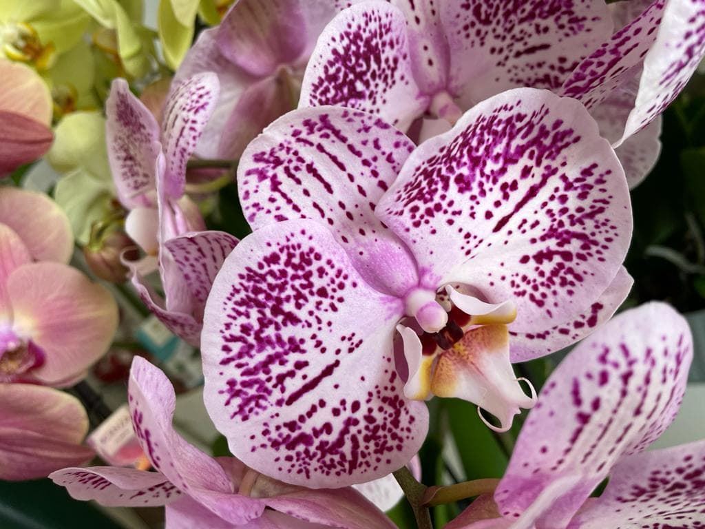 Orquídeas diferentes colores - Imagen 4