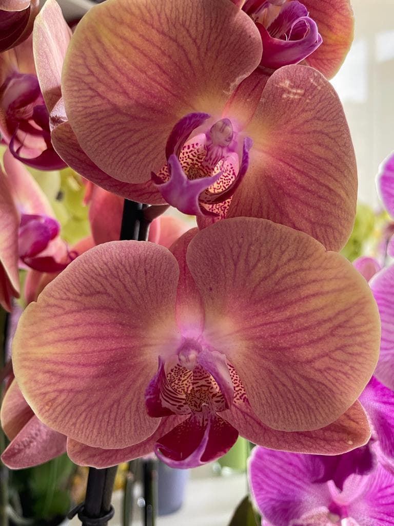 Orquídeas diferentes colores - Imagen 5