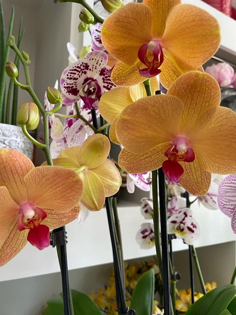 Orquídeas diferentes colores - Imagen 6