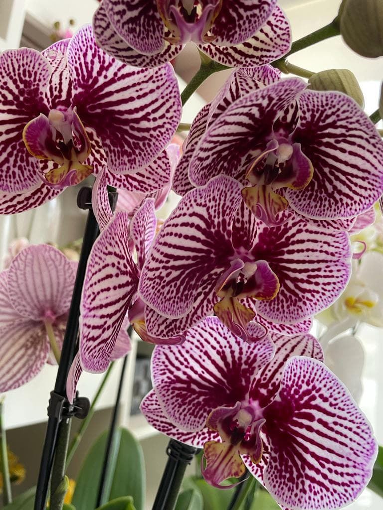 Orquídeas diferentes colores - Imagen 7