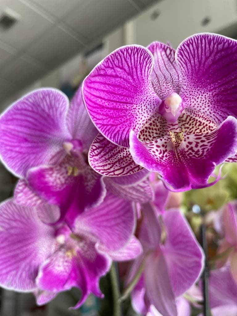 Orquídeas diferentes colores - Imagen 9