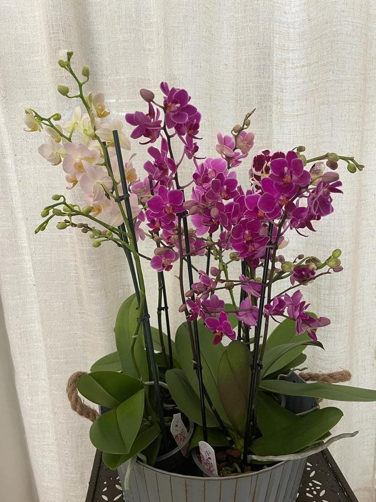 Orquídeas fucsia y rosa claro - Imagen 1