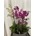 Orquídeas fucsia y rosa claro - Imagen 1