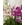 Orquídeas fucsia y rosa claro - Imagen 2