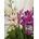 Orquídeas fucsia y rosa claro - Imagen 2