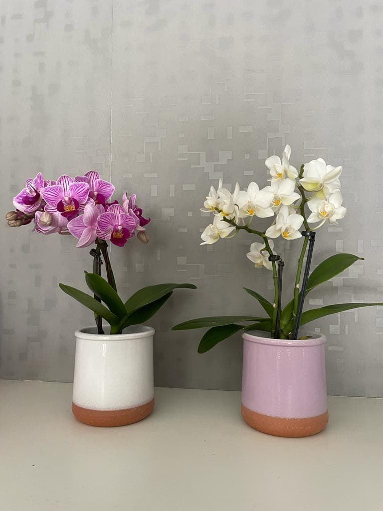 Orquídeas maceta pequeña - Imagen 1