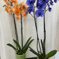 Orquídeas naranjas y azules - Imagen 1