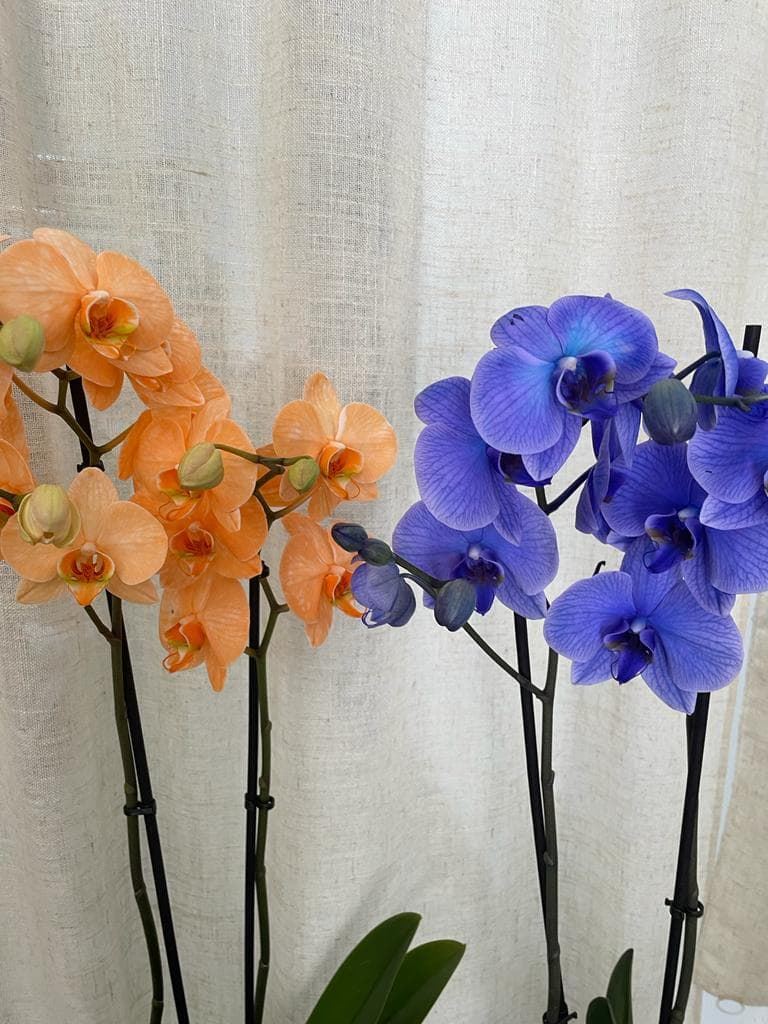 Orquídeas naranjas y azules - Imagen 2