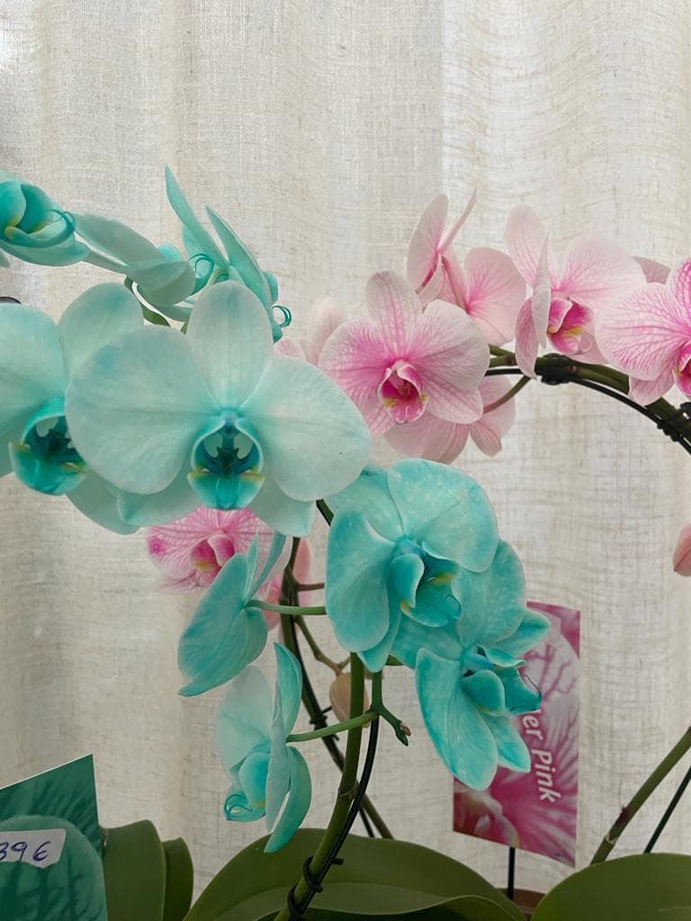 Orquídeas rosas y azules - Imagen 2