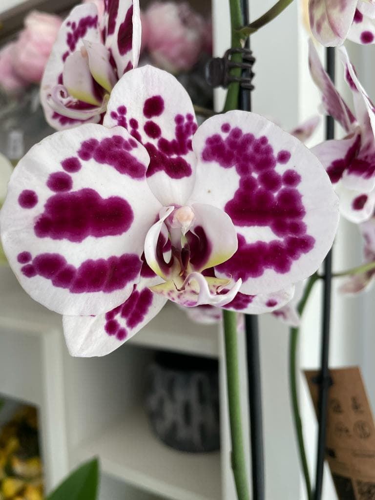 Orquídeas rosas y blancas - Imagen 2