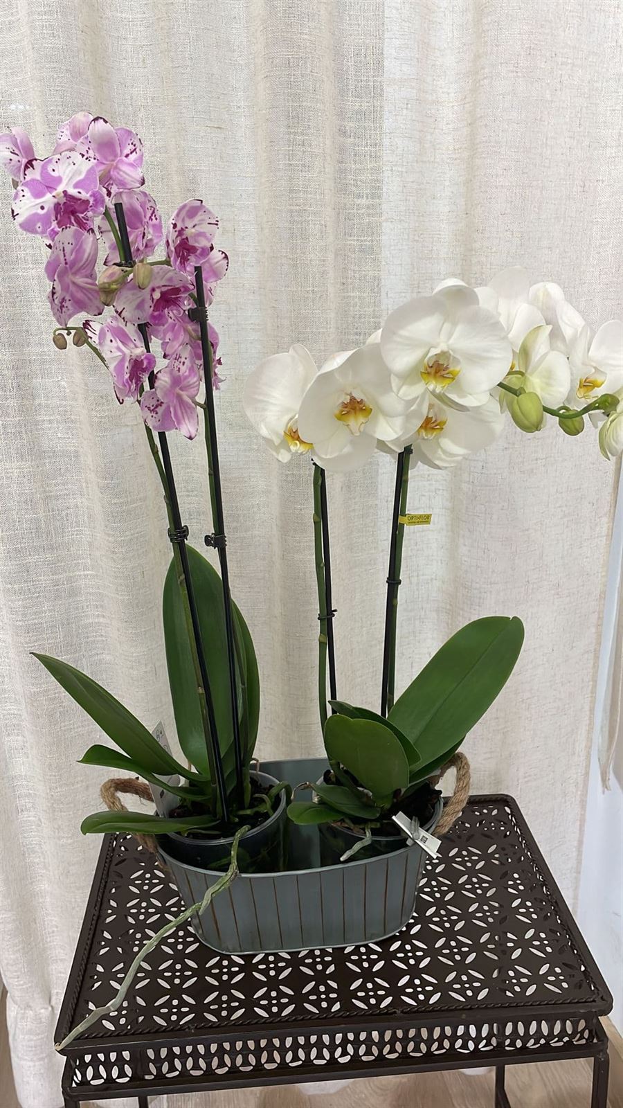 Orquídeas variadas rosas y blancas - Imagen 1